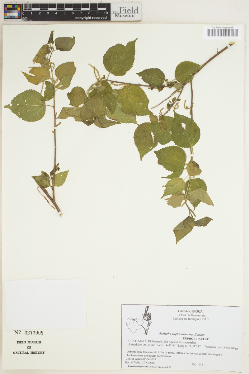 Acalypha euphrasiostachys photo 7