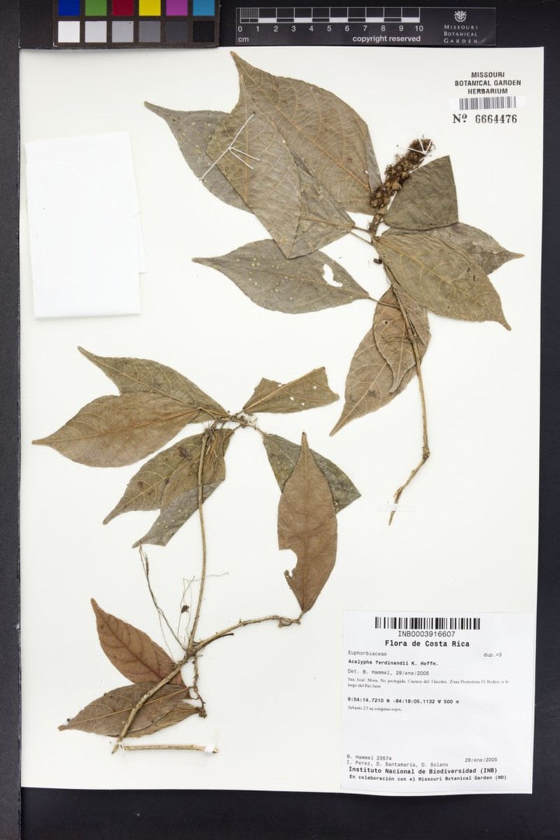 Acalypha ferdinandi