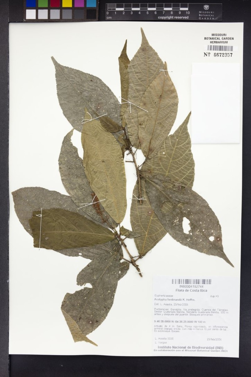 Acalypha ferdinandi photo 2