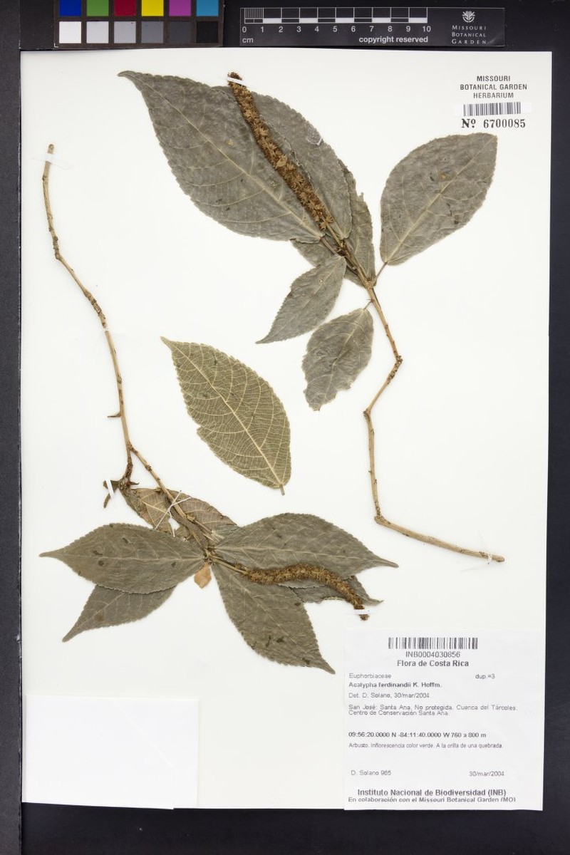Acalypha ferdinandi photo 3