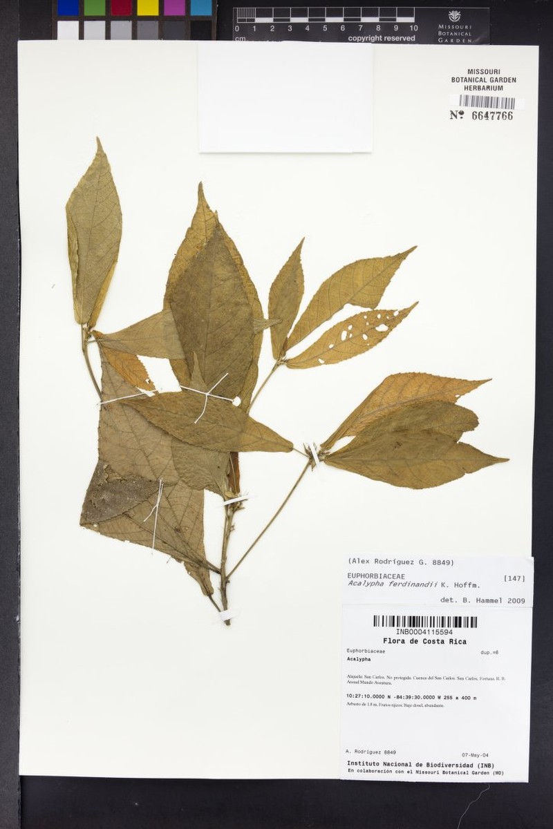 Acalypha ferdinandi photo 4