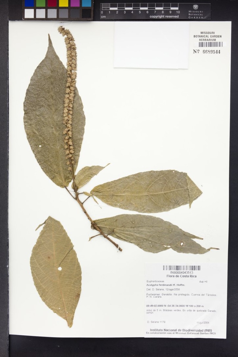 Acalypha ferdinandi photo 5