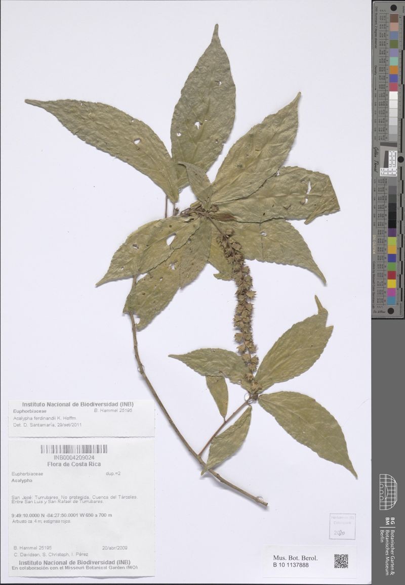 Acalypha ferdinandi photo 6
