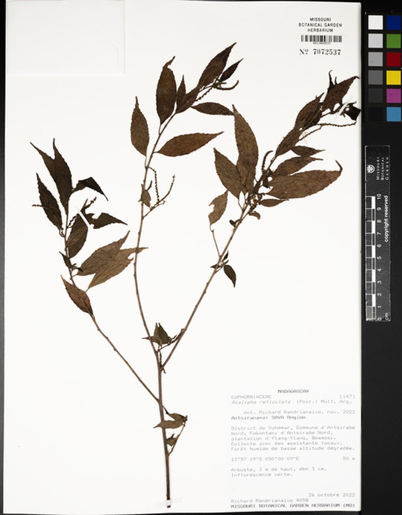 Acalypha filiformis
