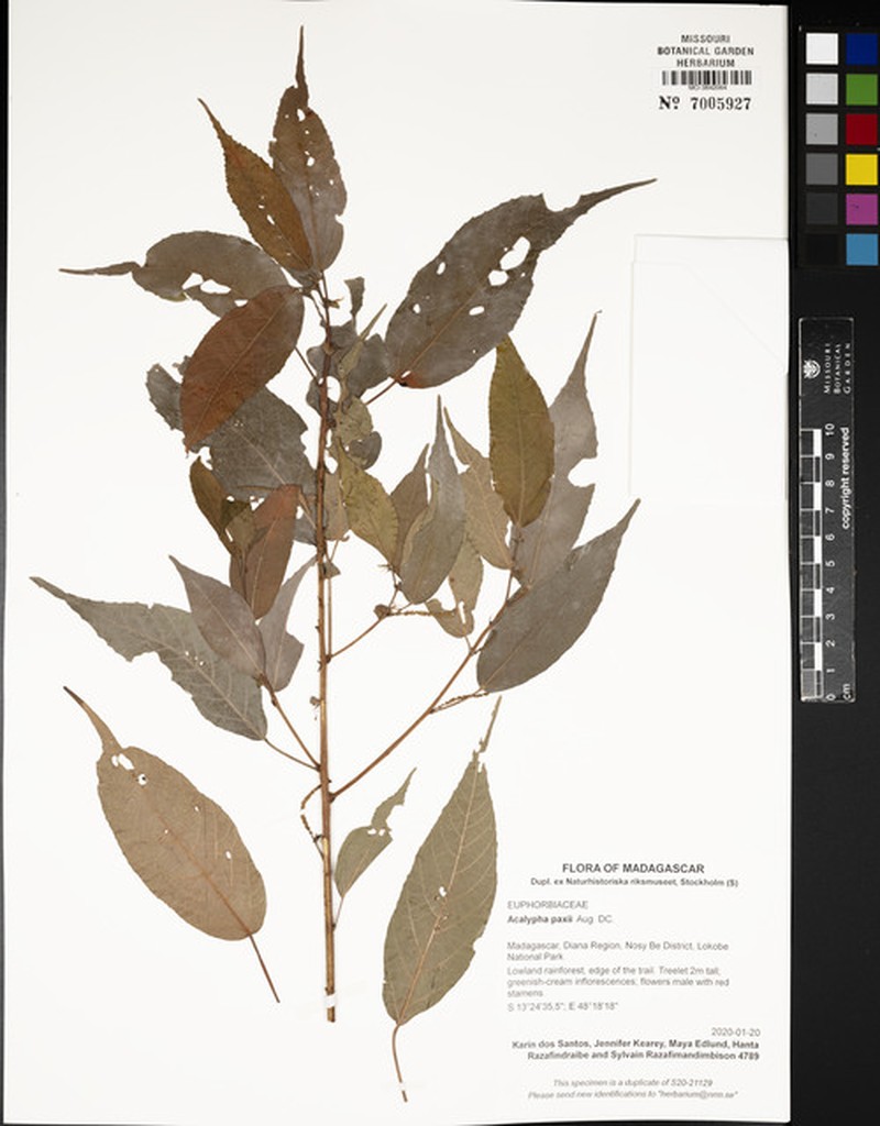 Acalypha filiformis photo 2