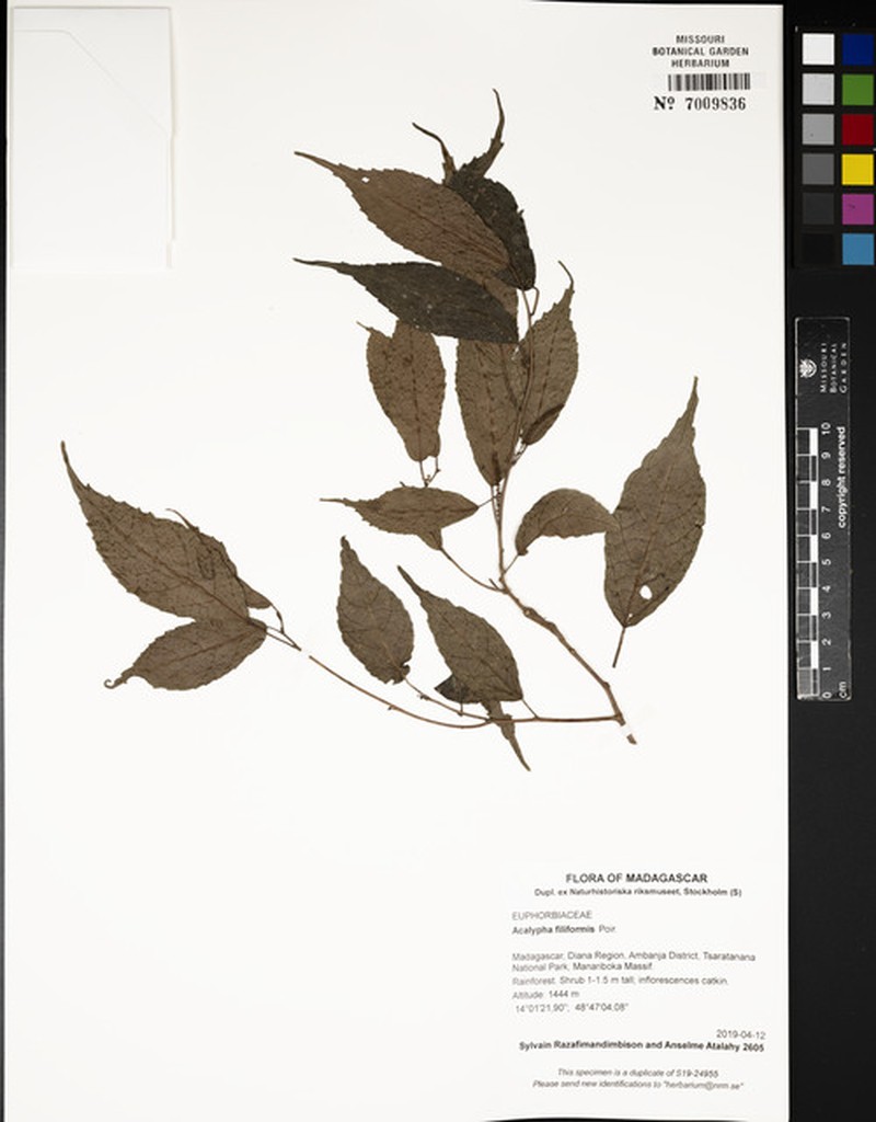 Acalypha filiformis photo 3