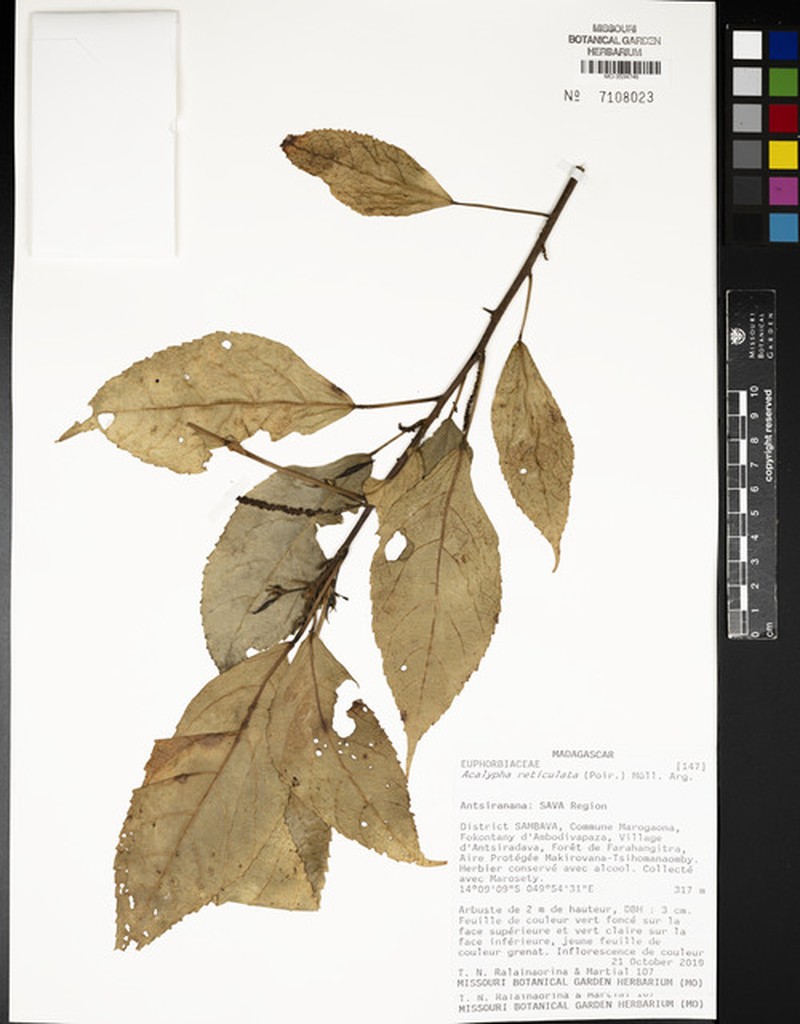 Acalypha filiformis photo 4