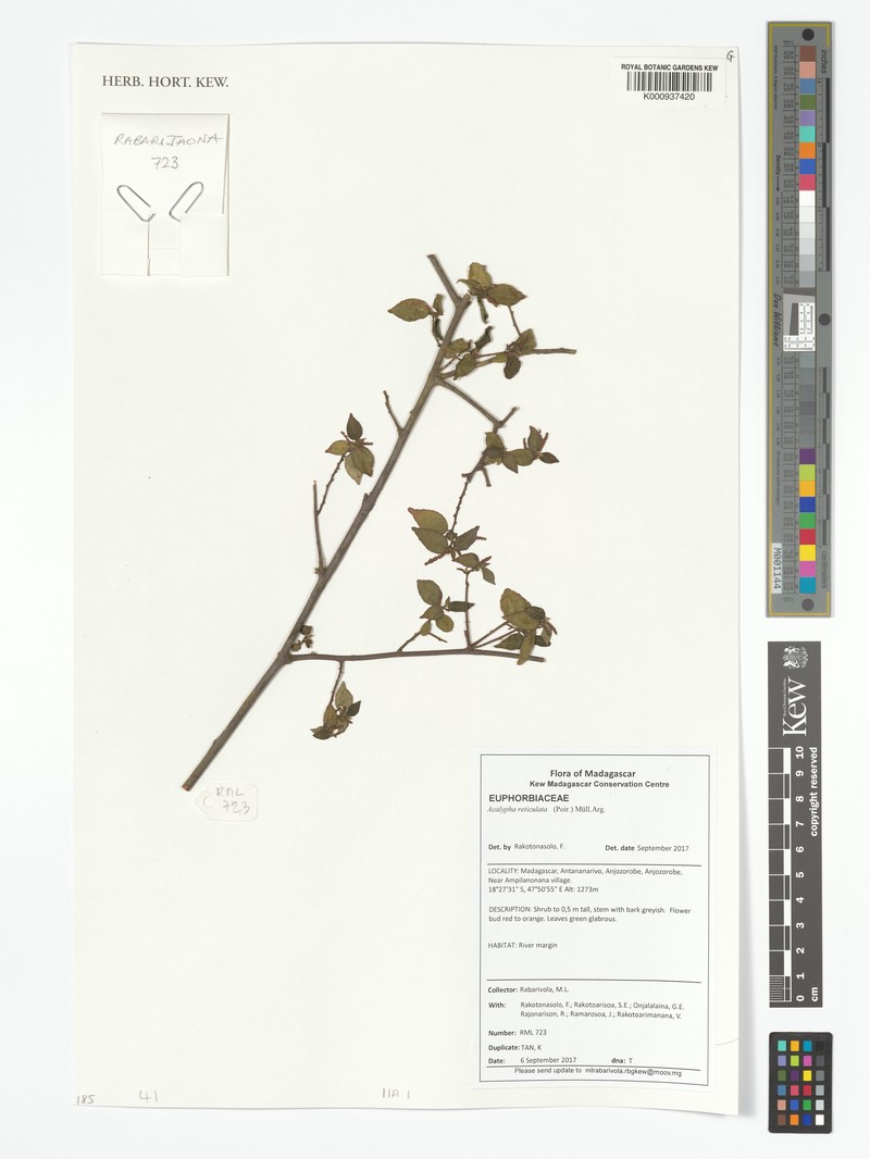 Acalypha filiformis photo 5