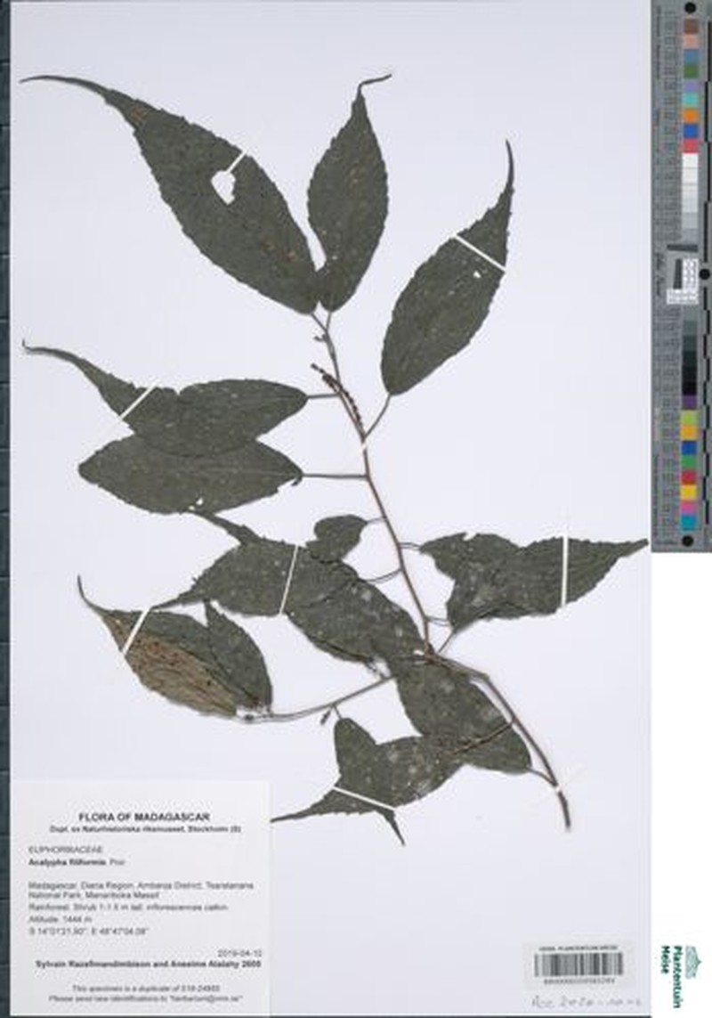 Acalypha filiformis photo 6