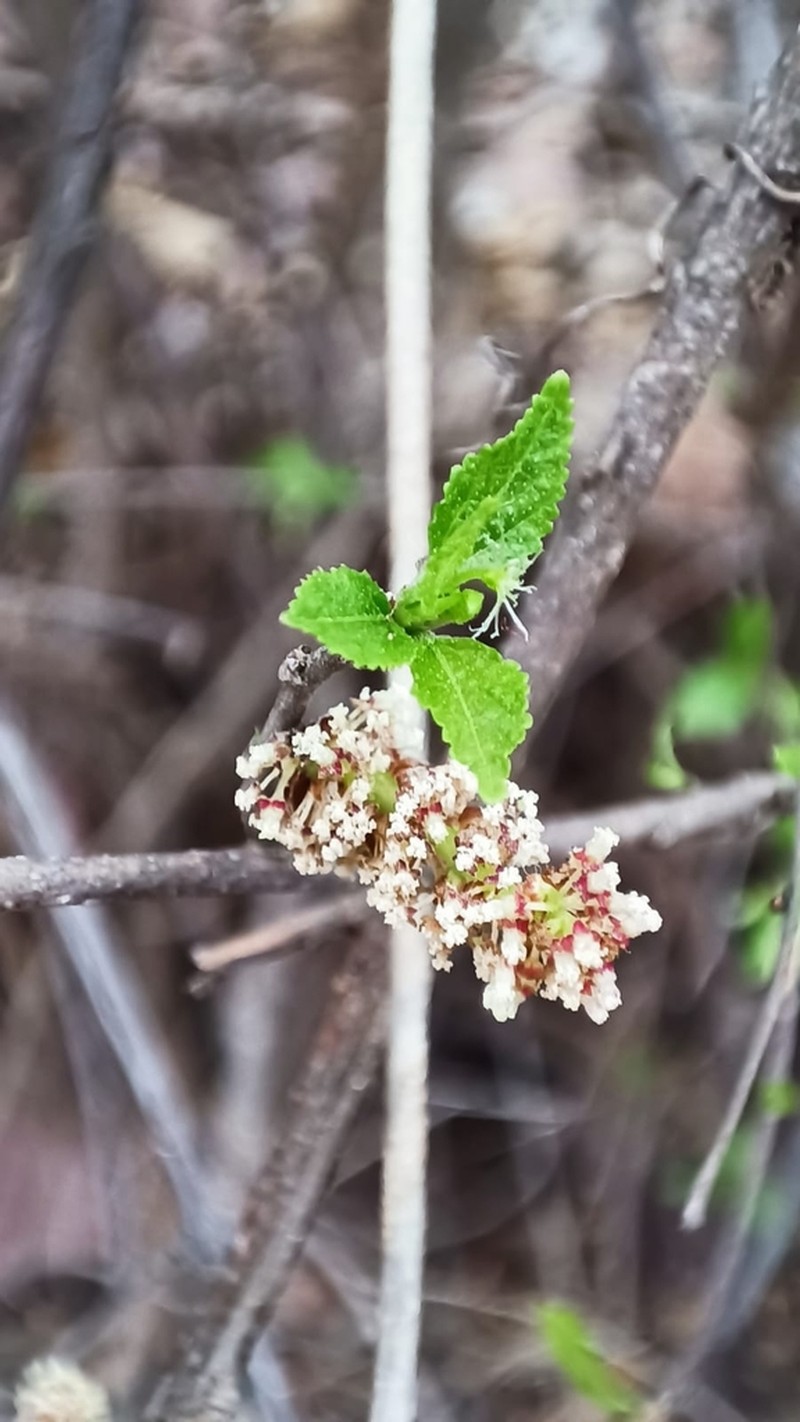 Acalypha filipes photo 2