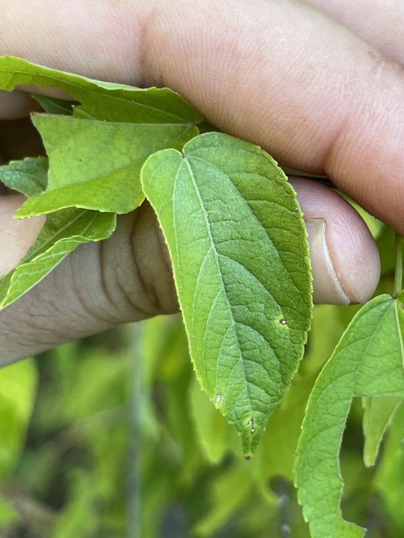 Acalypha filipes photo 3