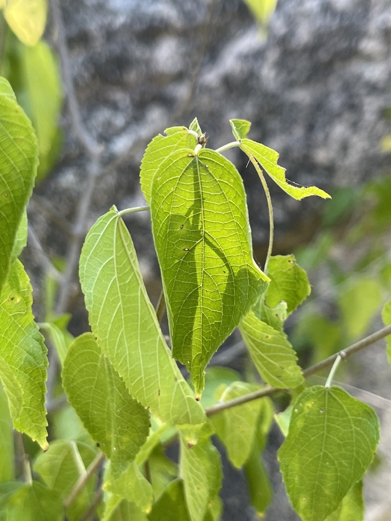 Acalypha filipes photo 4