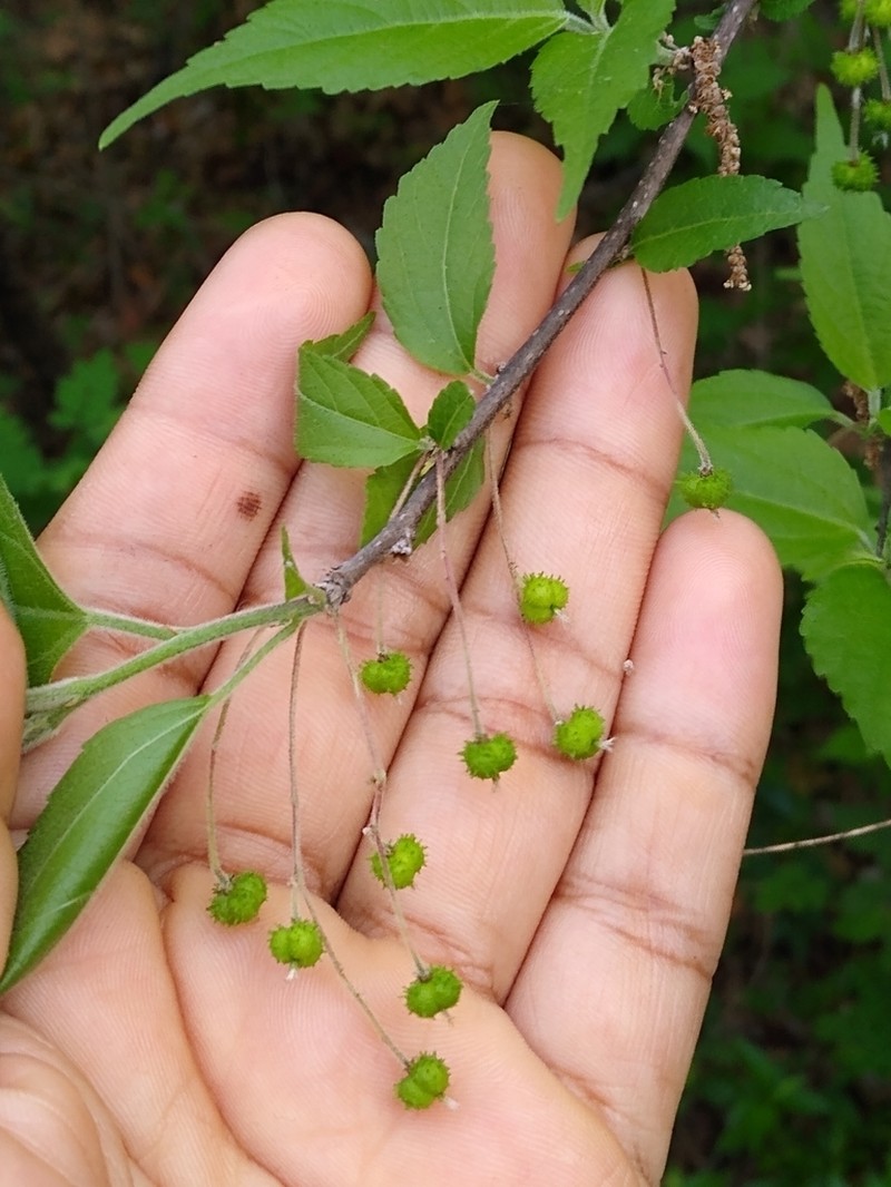 Acalypha filipes photo 5