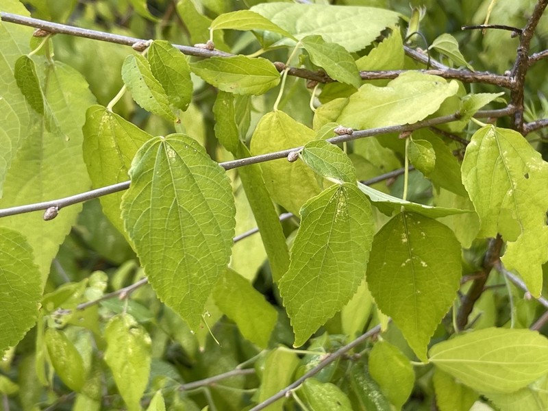 Acalypha filipes photo 6