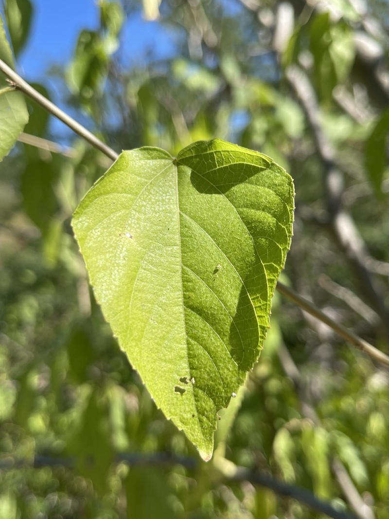 Acalypha filipes photo 8