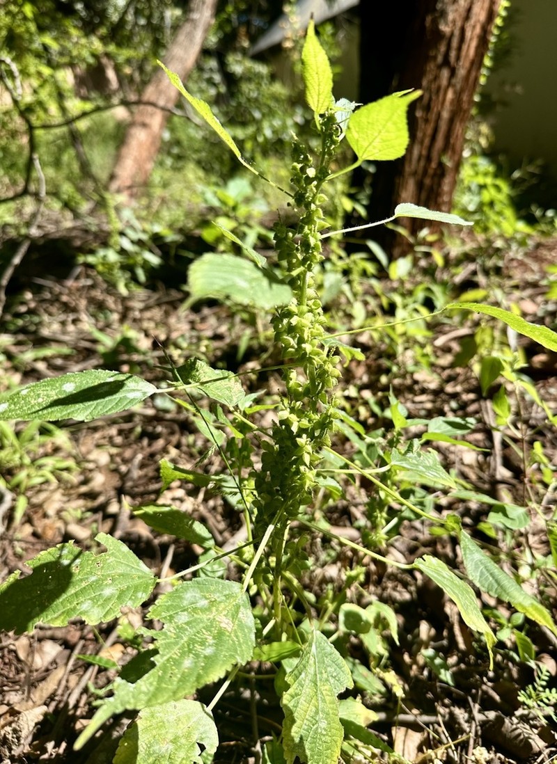 Acalypha fimbriata