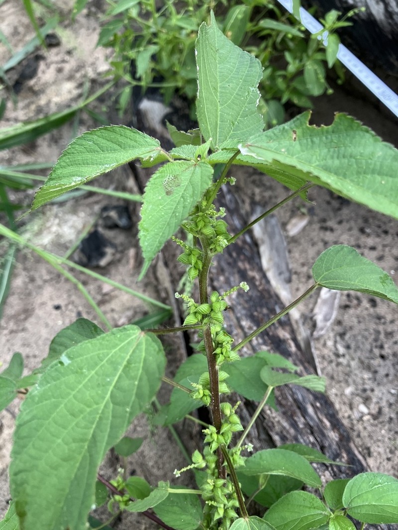 Acalypha fimbriata photo 2