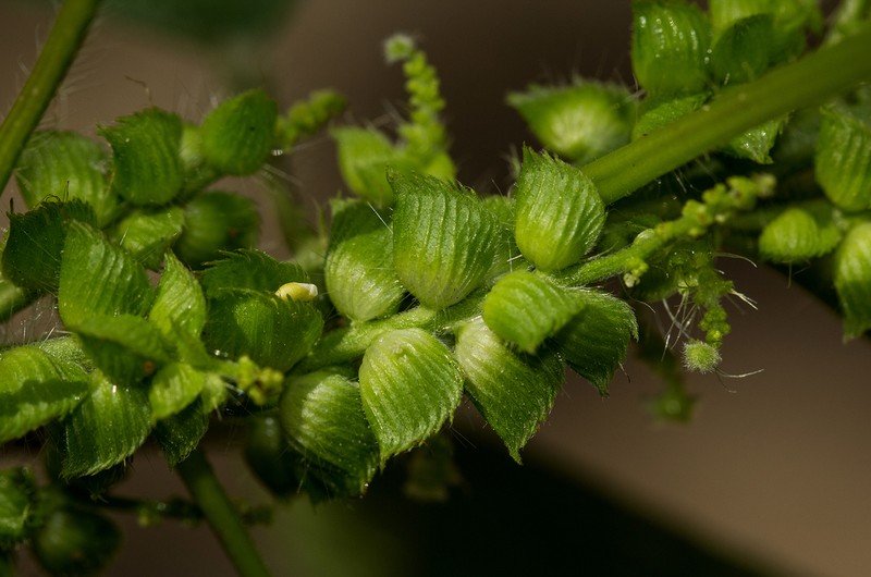 Acalypha fimbriata photo 3