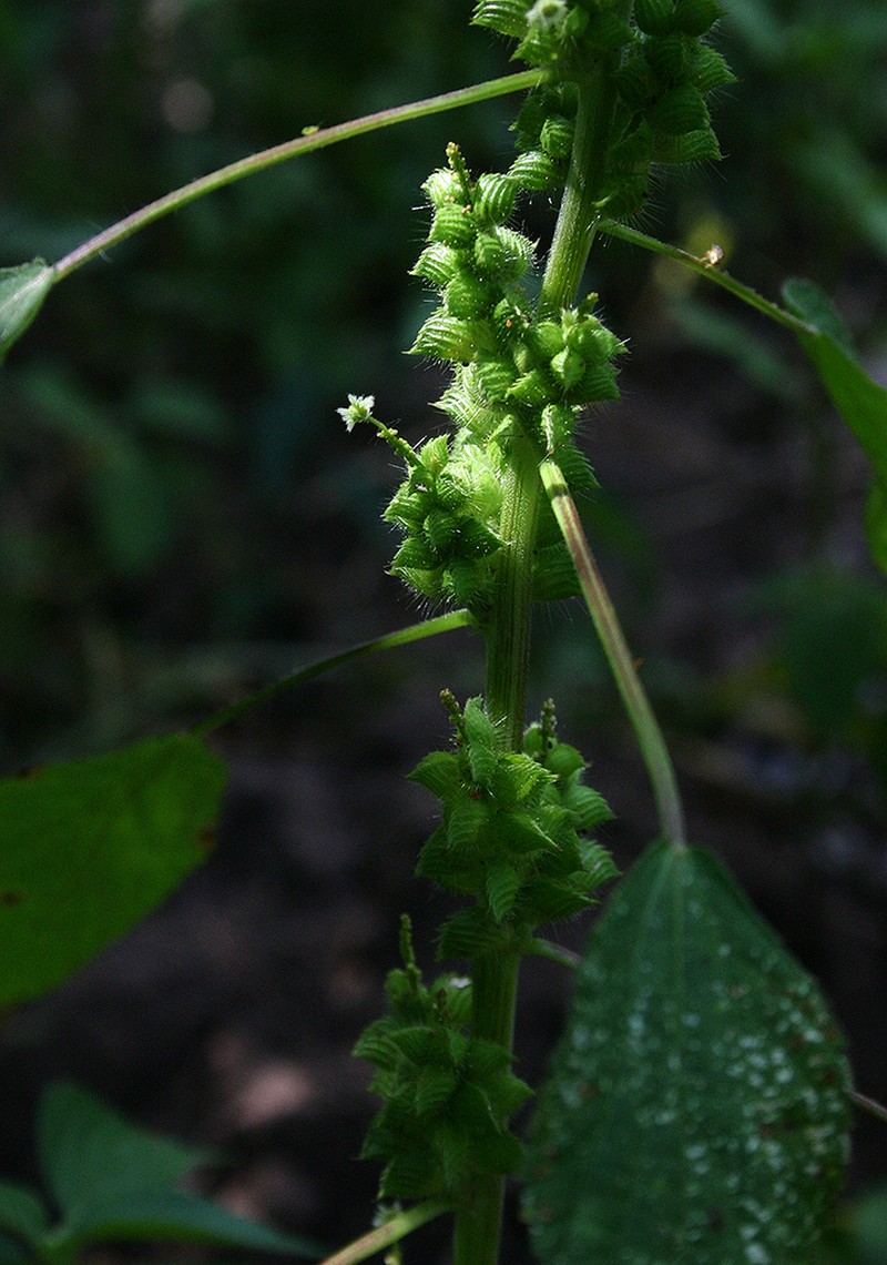 Acalypha fimbriata photo 4