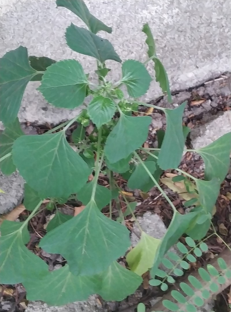 Acalypha fimbriata photo 5