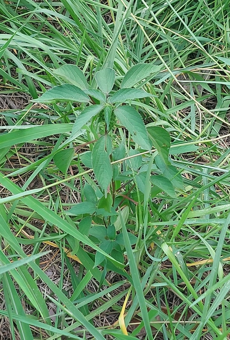 Acalypha fimbriata photo 6