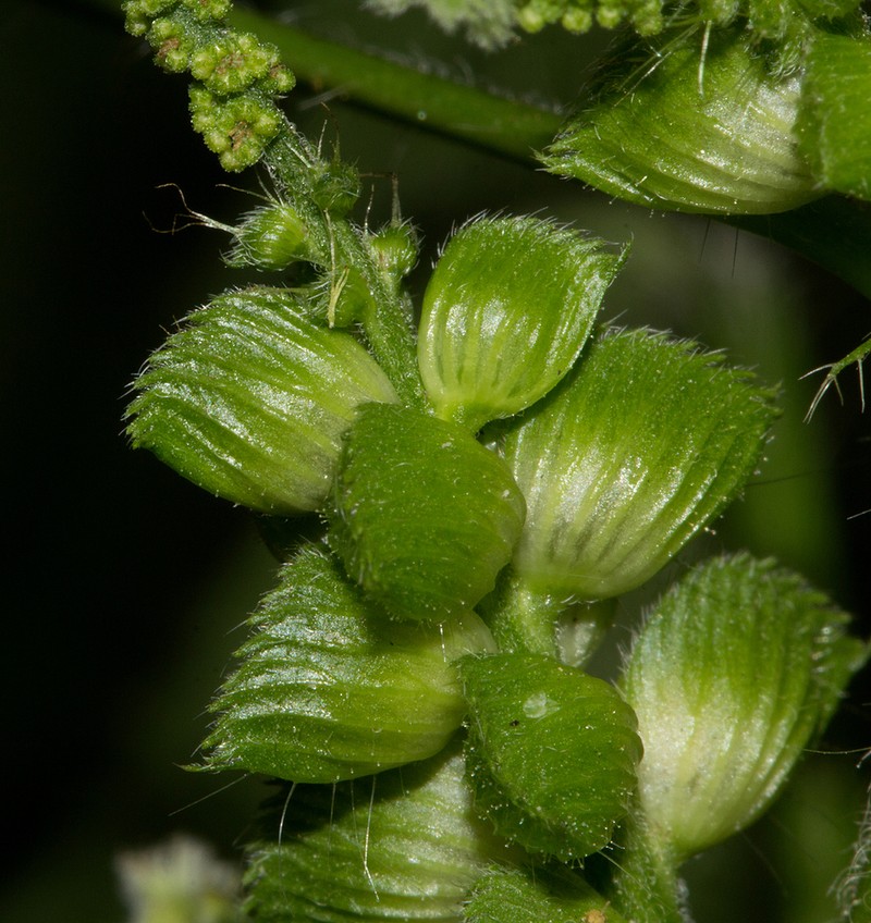 Acalypha fimbriata photo 7