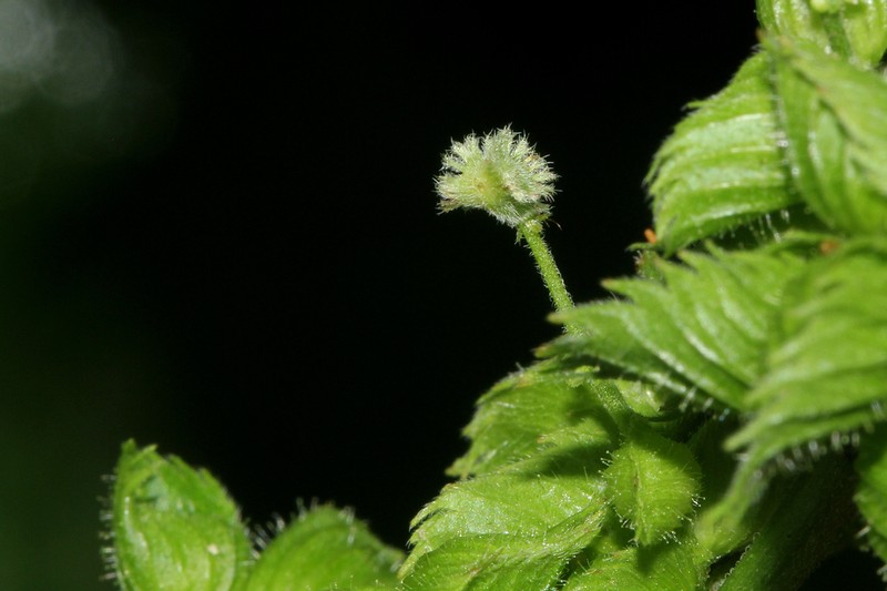 Acalypha fimbriata photo 8