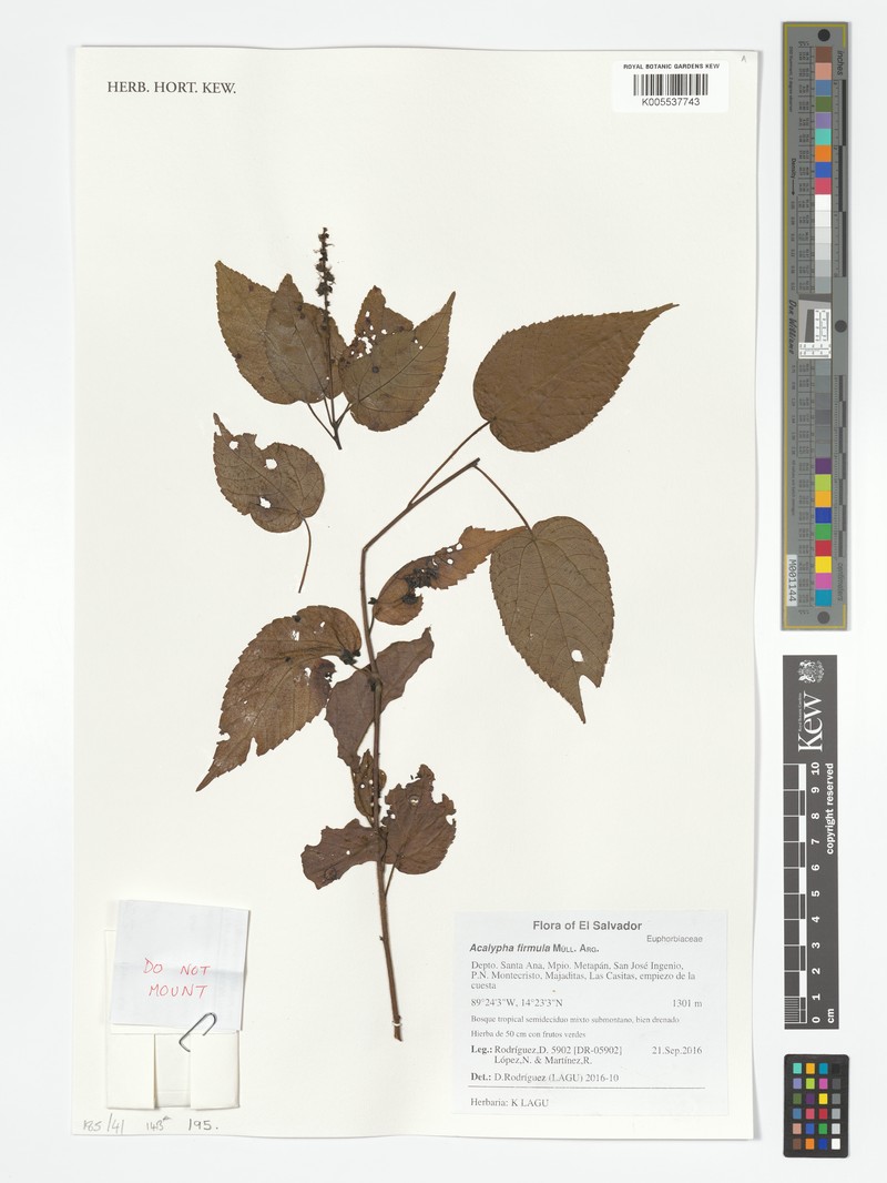 Acalypha firmula photo 2