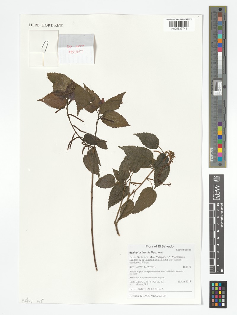 Acalypha firmula photo 3