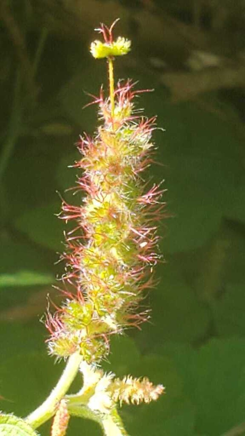 Acalypha firmula