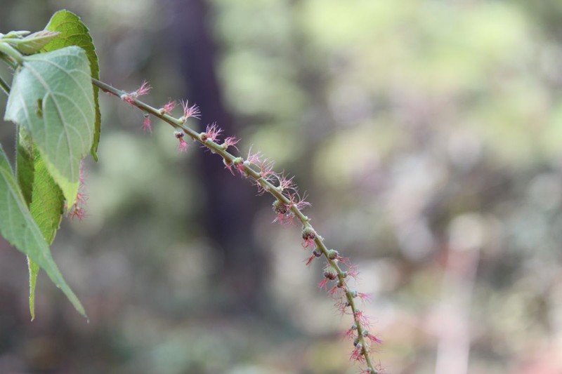 Acalypha firmula photo 4