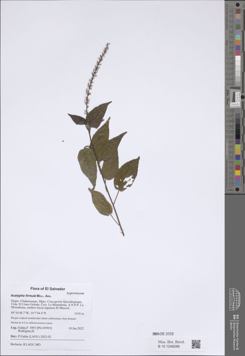 Acalypha firmula photo 5