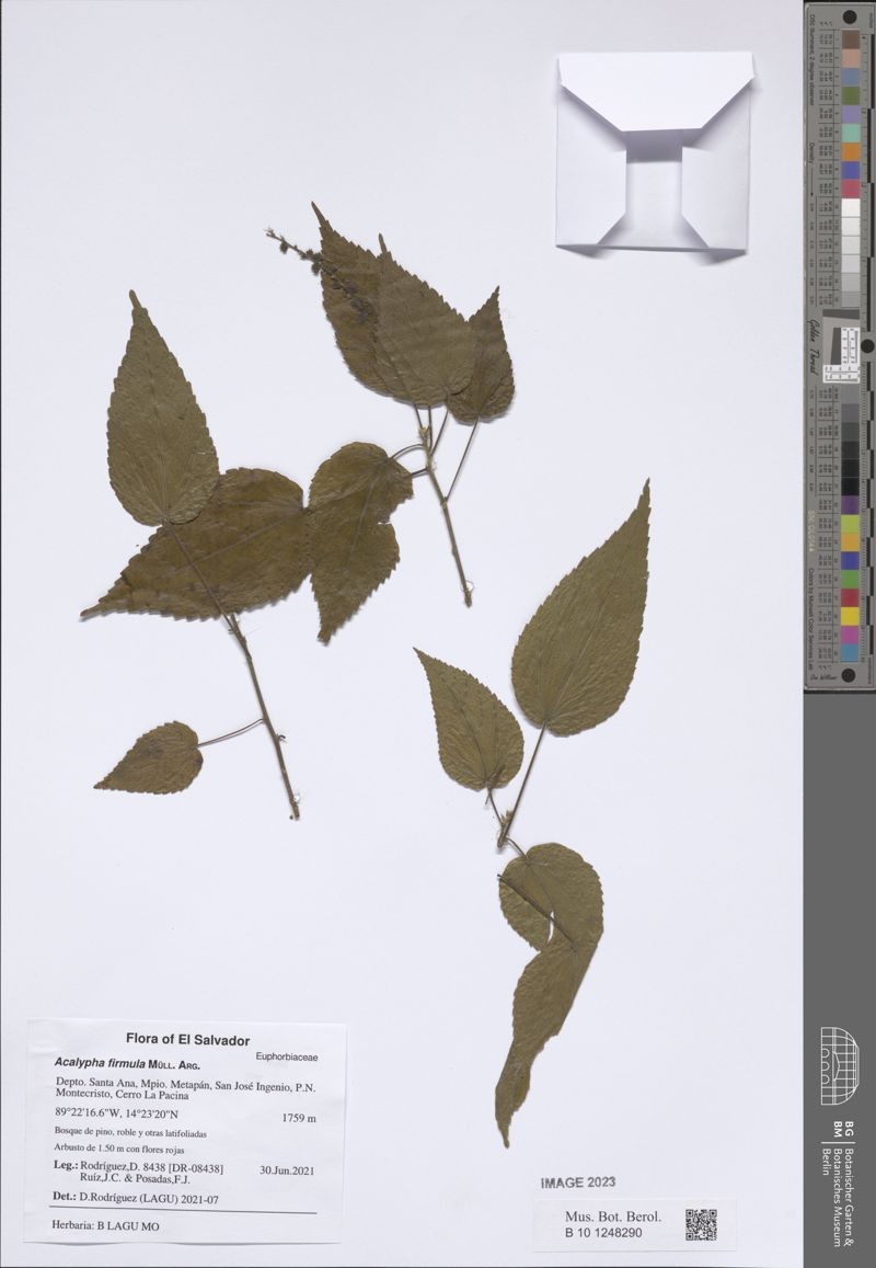 Acalypha firmula photo 6