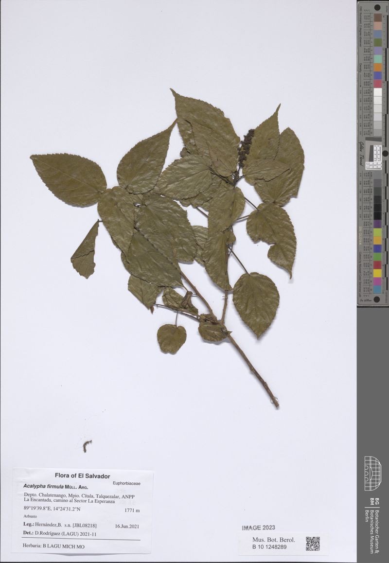 Acalypha firmula photo 7