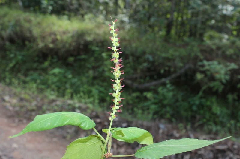 Acalypha firmula photo 8