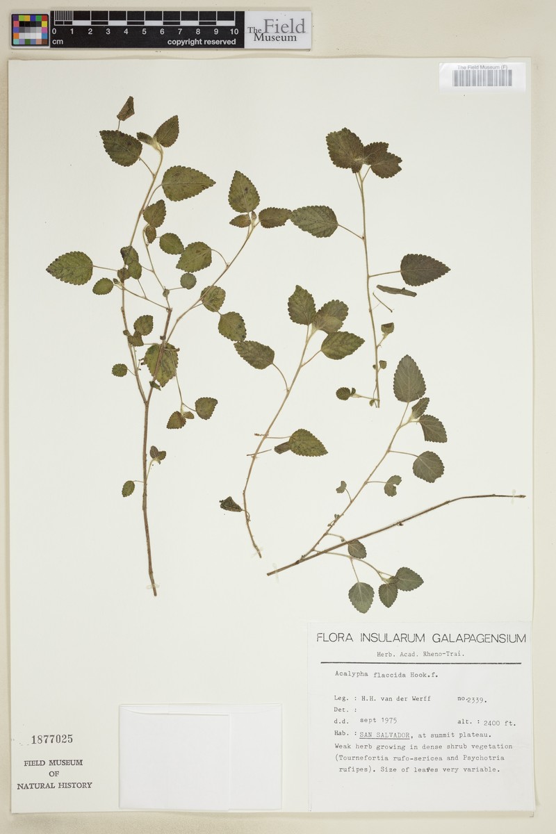 Acalypha flaccida