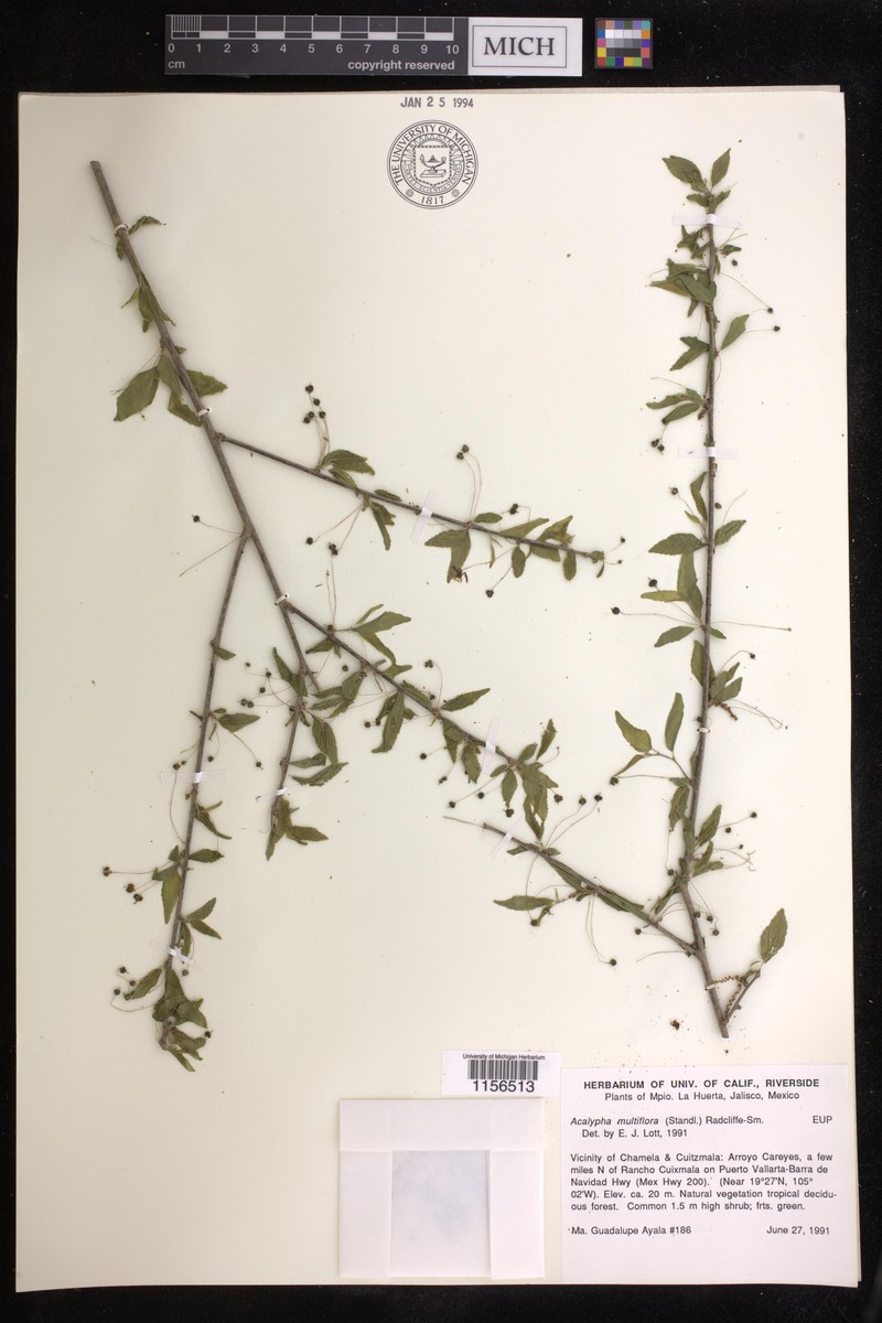 Acalypha flagellata