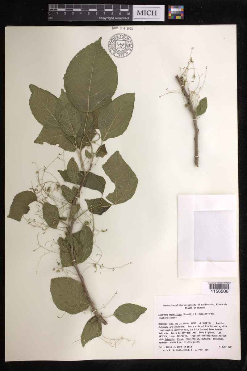 Acalypha flagellata photo 2