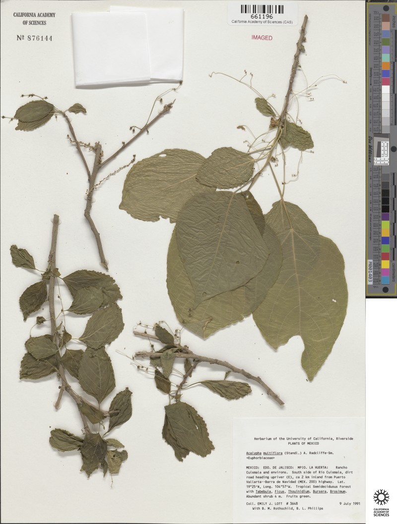Acalypha flagellata photo 3