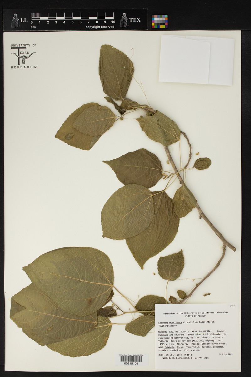 Acalypha flagellata photo 4