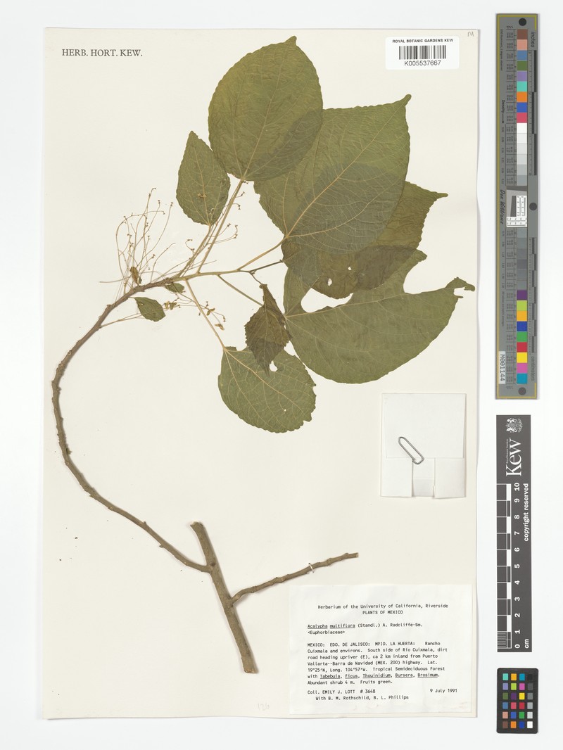 Acalypha flagellata photo 5