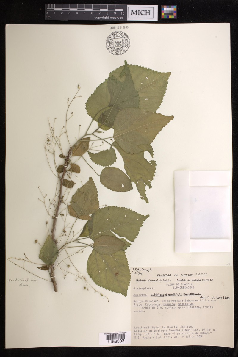 Acalypha flagellata photo 6