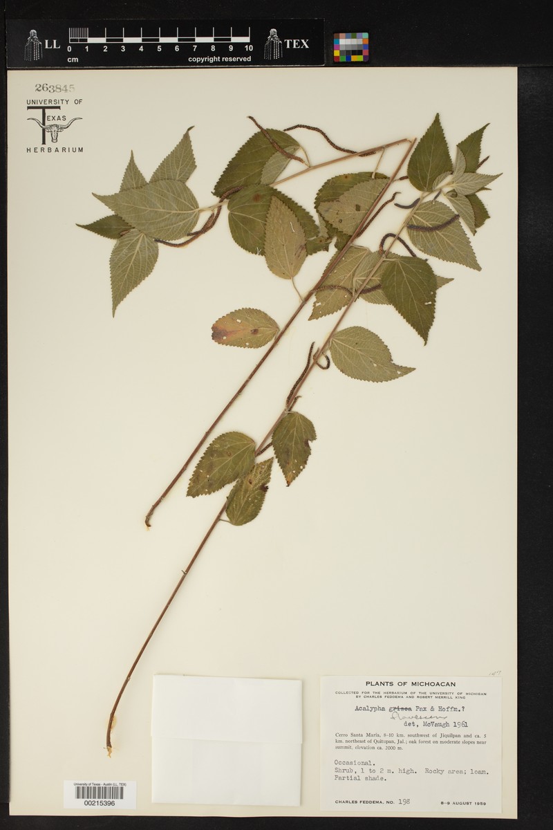 Acalypha flavescens
