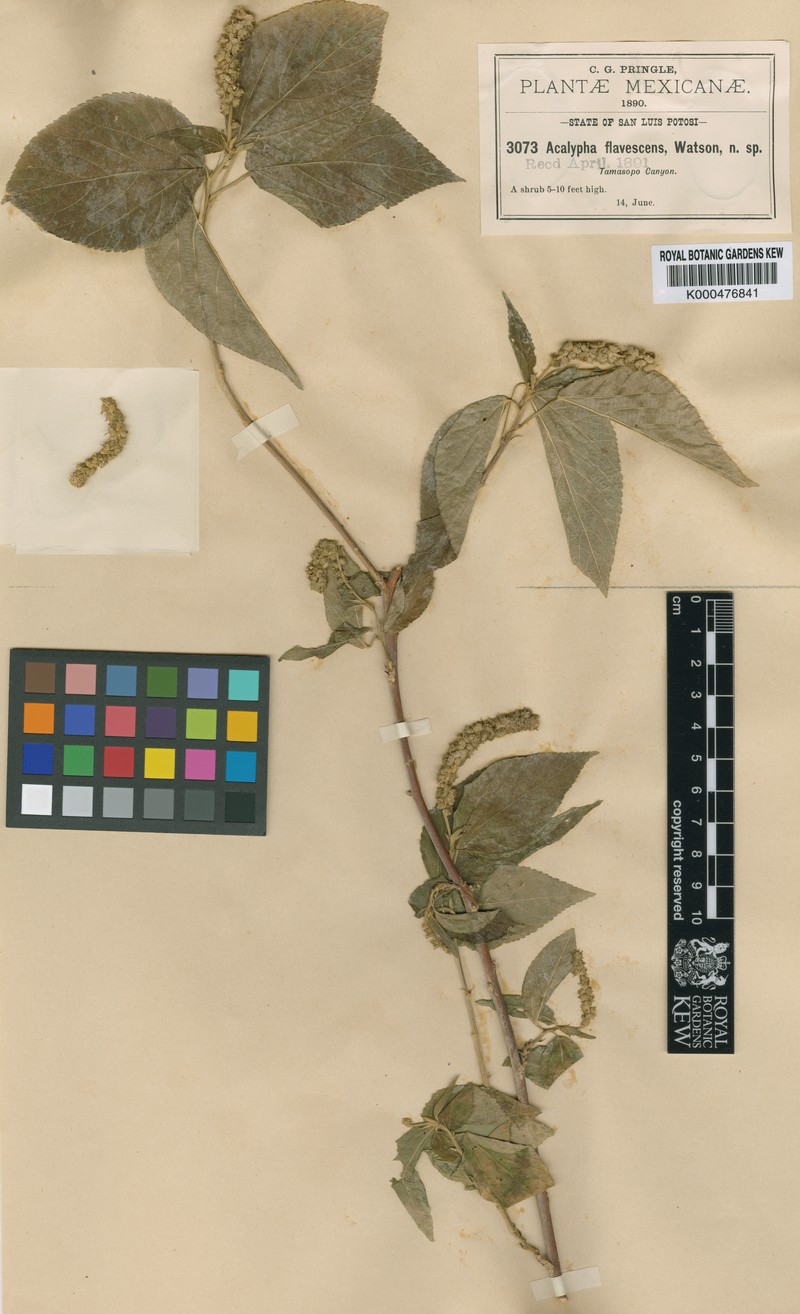 Acalypha flavescens photo 2