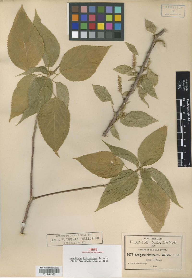 Acalypha flavescens photo 3