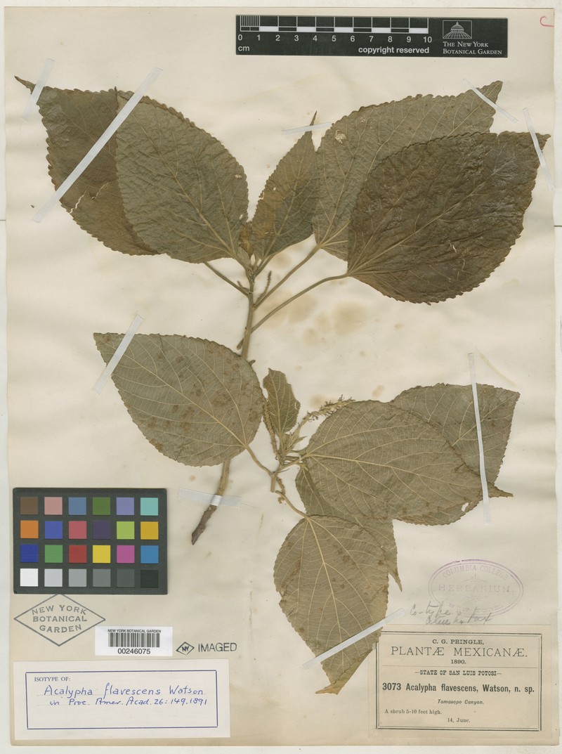 Acalypha flavescens photo 4