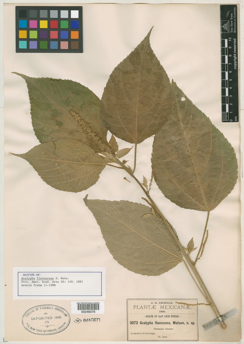 Acalypha flavescens photo 5