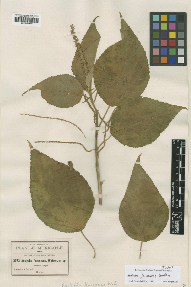 Acalypha flavescens photo 6