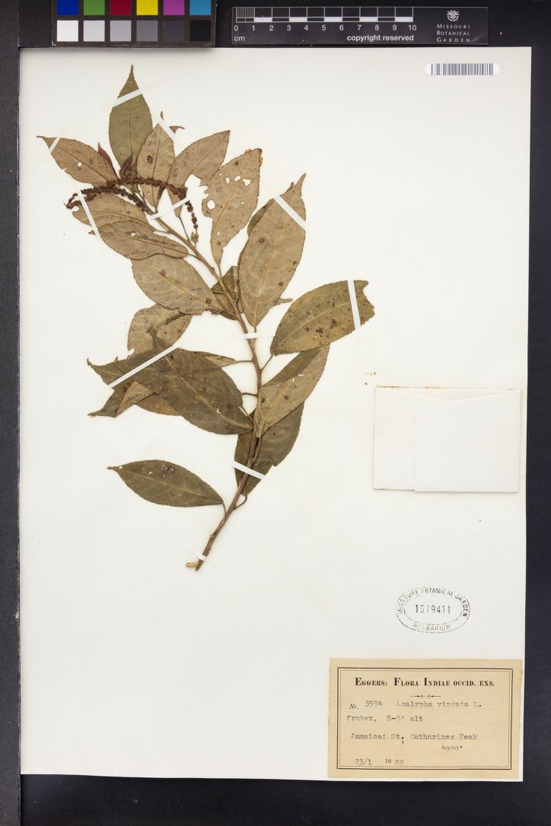 Acalypha forsteriana