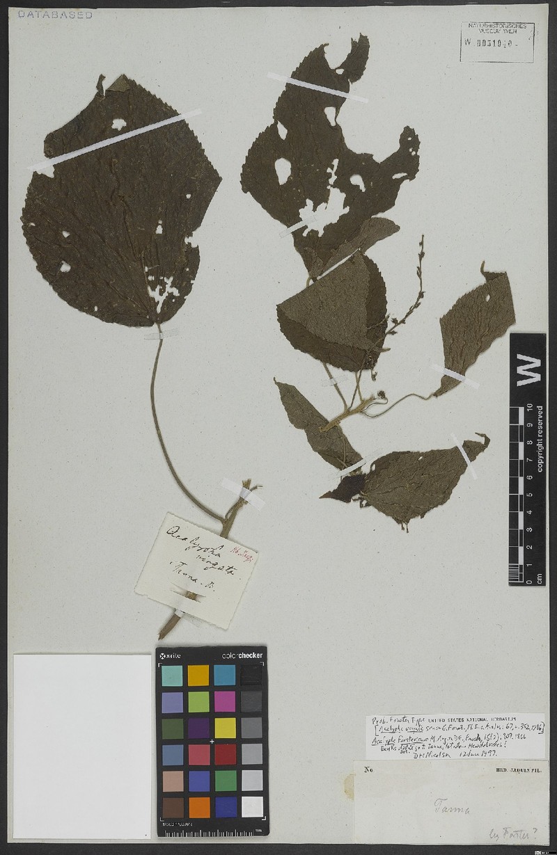Acalypha forsteriana photo 2